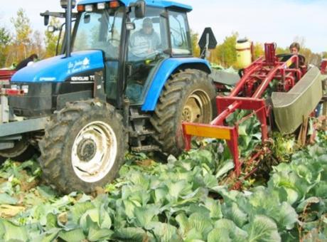 Комбайн для збору капусти Univerco Cabbage Harvester