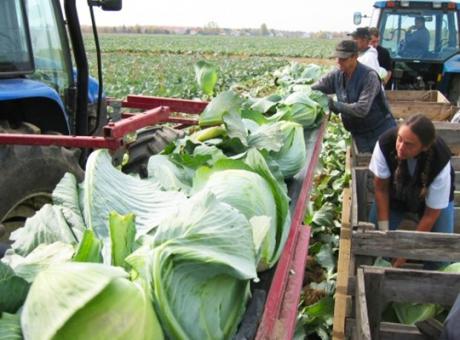 Комбайн для збору капусти Univerco Cabbage Harvester