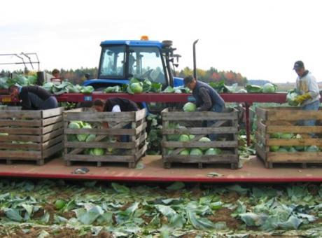 Комбайн для збору капусти Univerco Cabbage Harvester