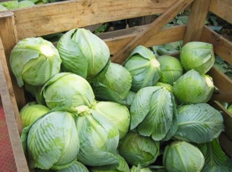 Комбайн для збору капусти Univerco Cabbage Harvester