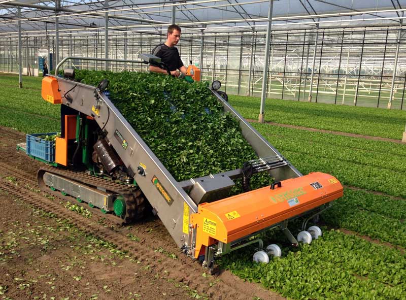 Самохідний гусеничний комбайн для збору салатів Ortomec 7200 Herbex